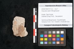Foto (Objekt + Etikett) von Araucaria oweni Ettingshausen (NHMW-GEO-2024-0188-10112b)